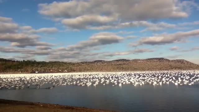 10,000 Snow Geese Taking Off Together!!