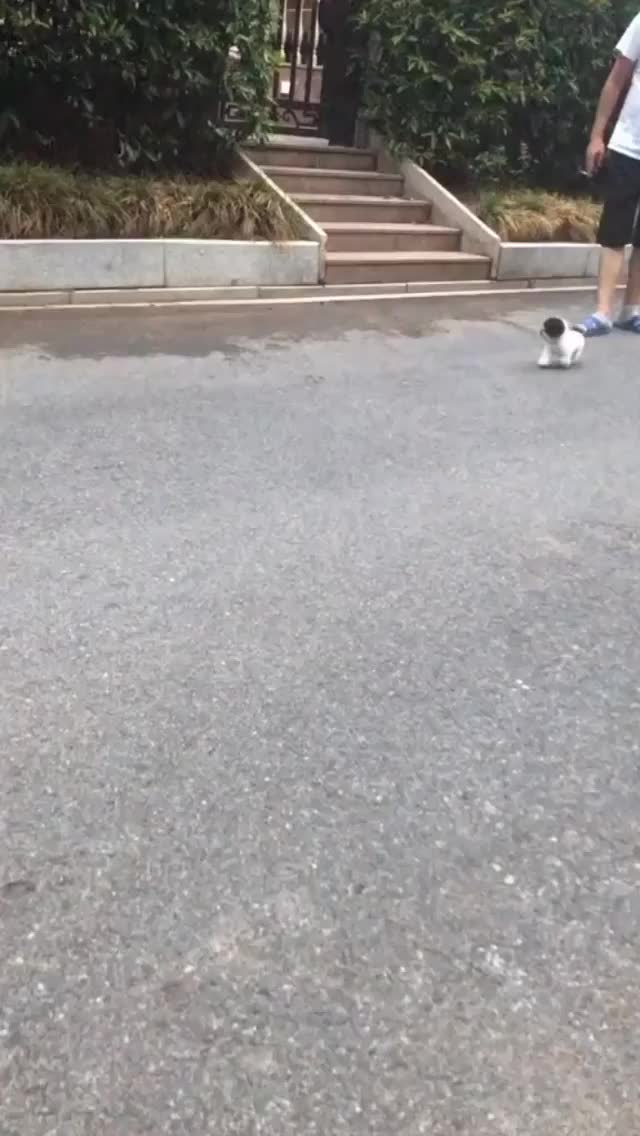 This pupper doesn't walk, he bounces...