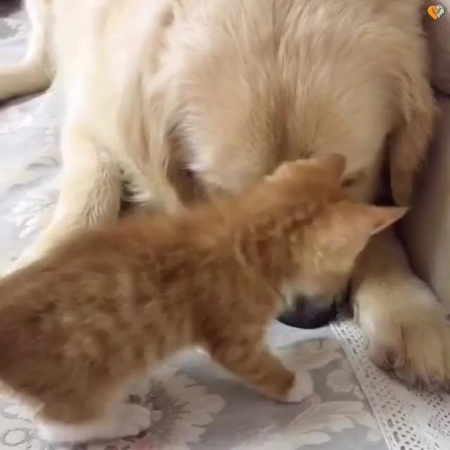 Kitten and good boy become bestest friends