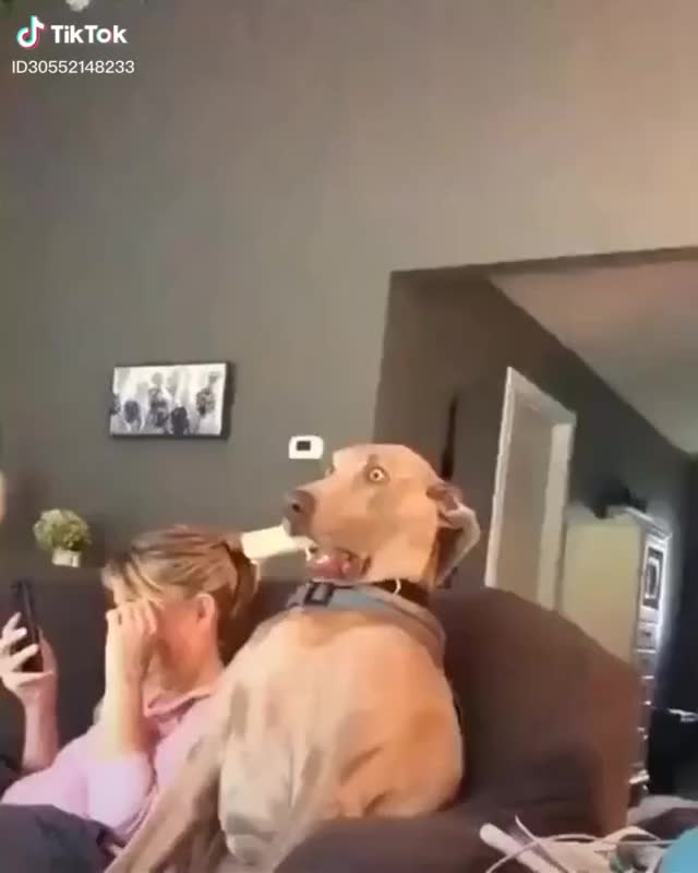 That's so funny dog