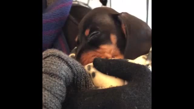 Puppy falls asleep during Monday morning train ride to work