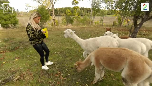 (76258) Andrea Badendyck in leather leggings, feeding some hungry mf alpacas