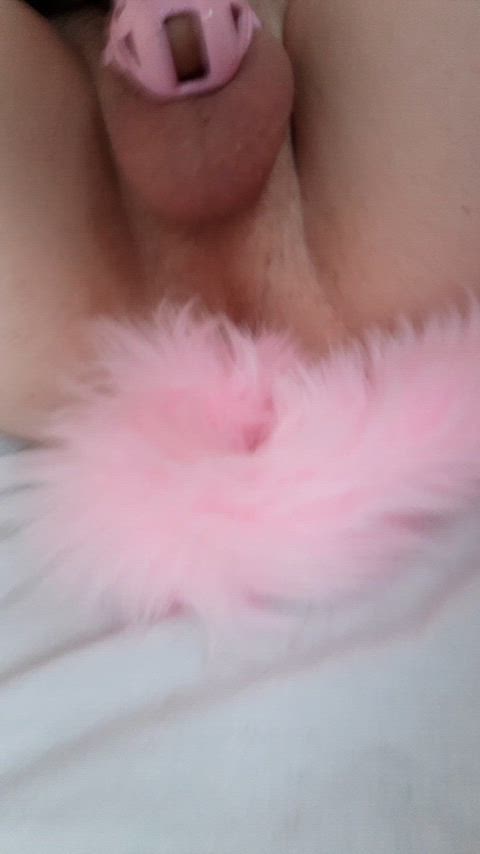 Jiggling my cage and pulling on my tail x