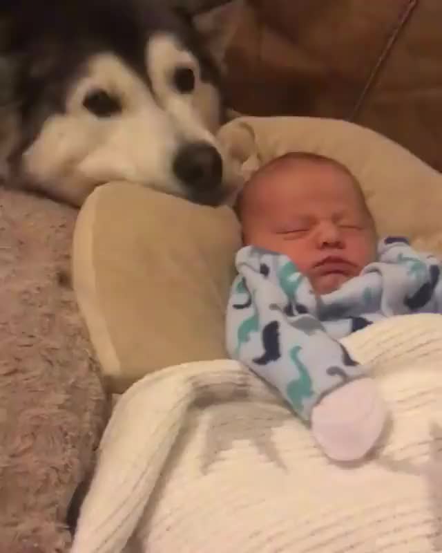  Doggo is very protective over his tiny human