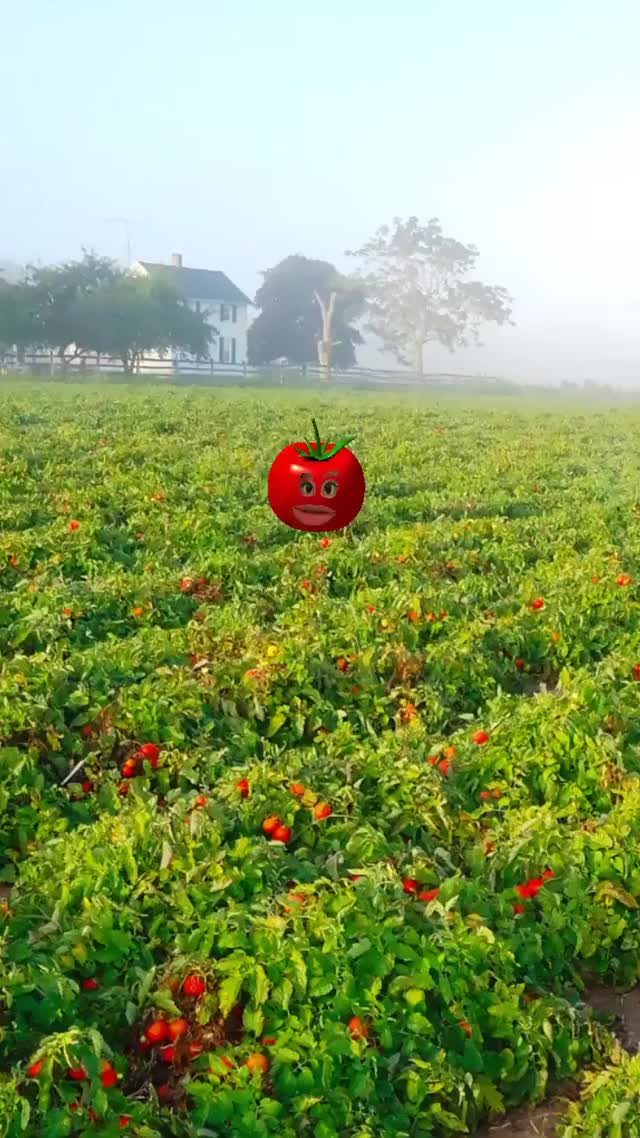 jooe cursed tomato