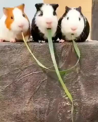 Guinea pigs find out they were eating the same piece of grass