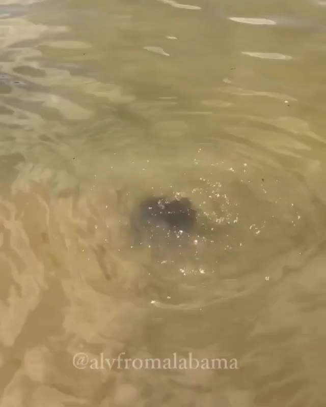  clip