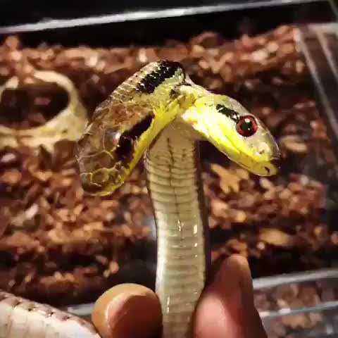 ?I have never seen anything like this before, creepy?or cute?? • Credit: @master.of.dragon