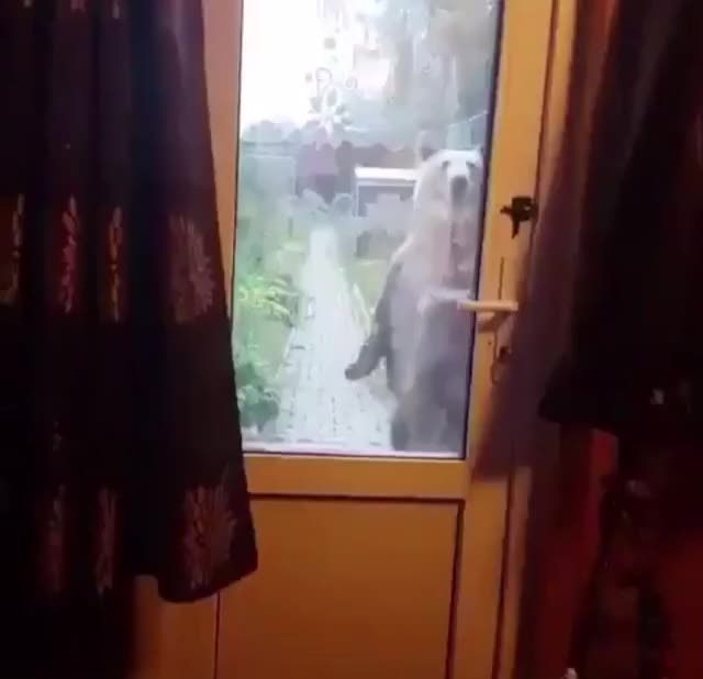 This pet bear, who has its leash on already, wants to go for a walk and is getting