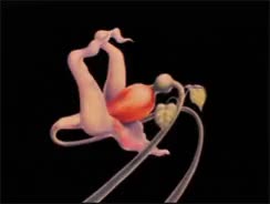  clip