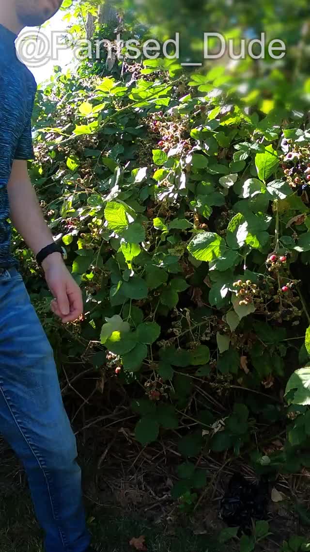 Pantsed while picking berries!