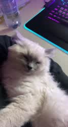 Cuddle Kitty Work clip
