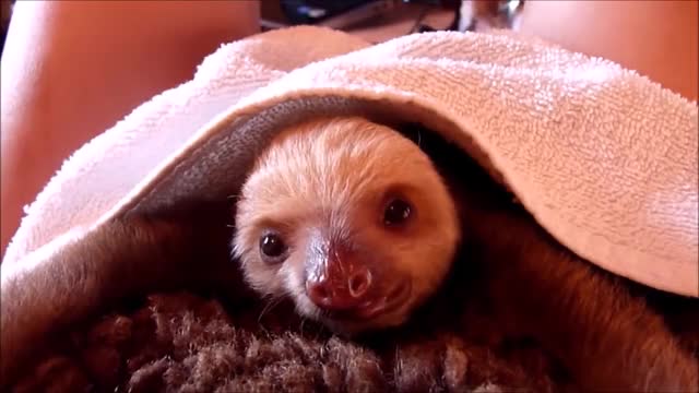 baby sloth yawning