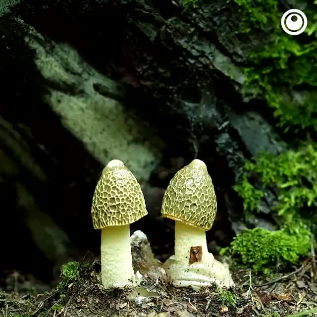 Mushroom Bloom Timelapse
