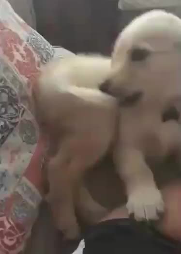 Pupper didn’t realize his tail was attached to him