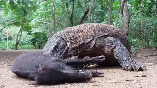 Wild Boar getting eaten alive by a Komodo Dragon