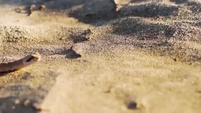 Amazing Sidewinder snake hunting lizard From Under The Sand