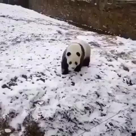 ? Panda Having fun.