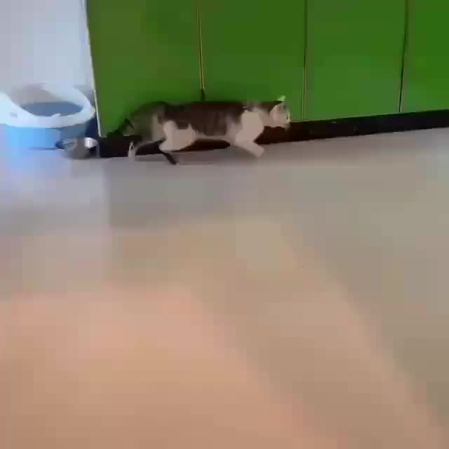 Cat.exe has stopped working