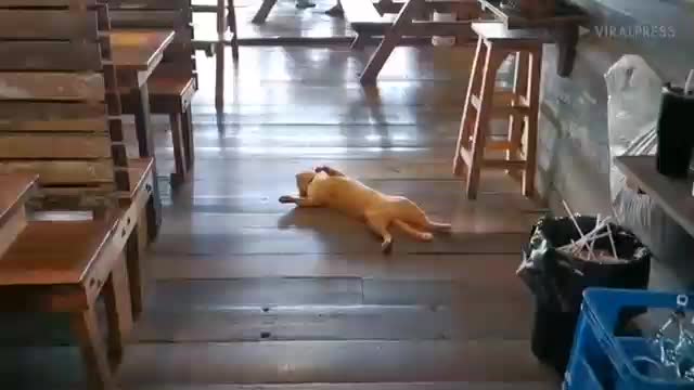 Cat Takes Nap On Restaurant Floor(1)