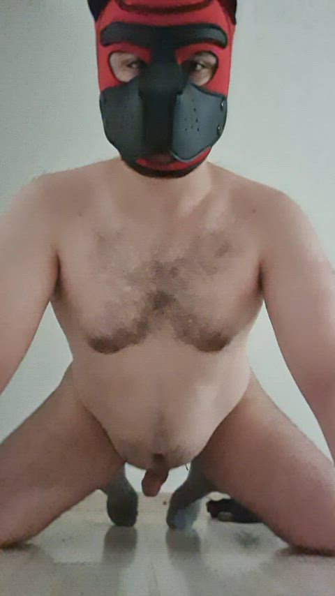 chubby cumshot gay puppy clip