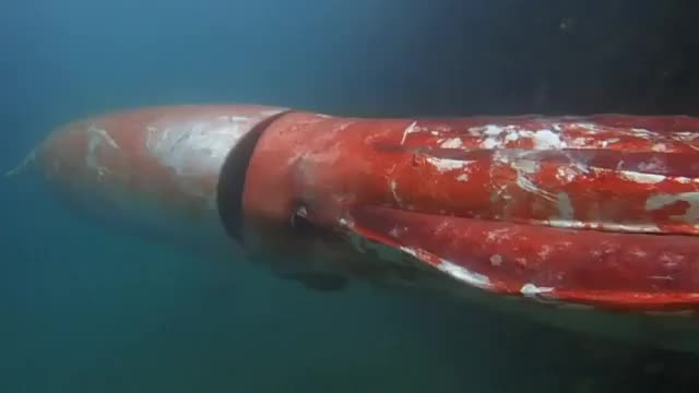 ? The giant squid created myths such as the Kraken and wasn't photographed alive