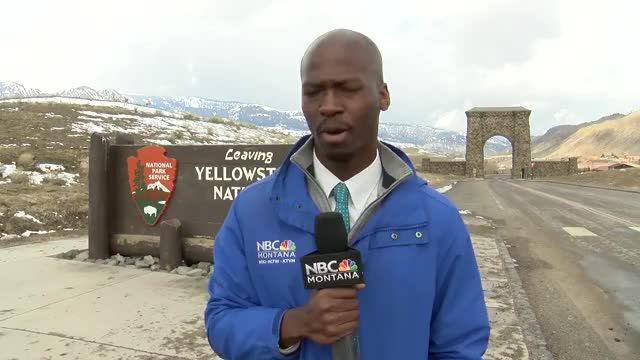 Deion Broxton KTVM - There was a herd of bison walking right toward me at @YellowstoneNPS