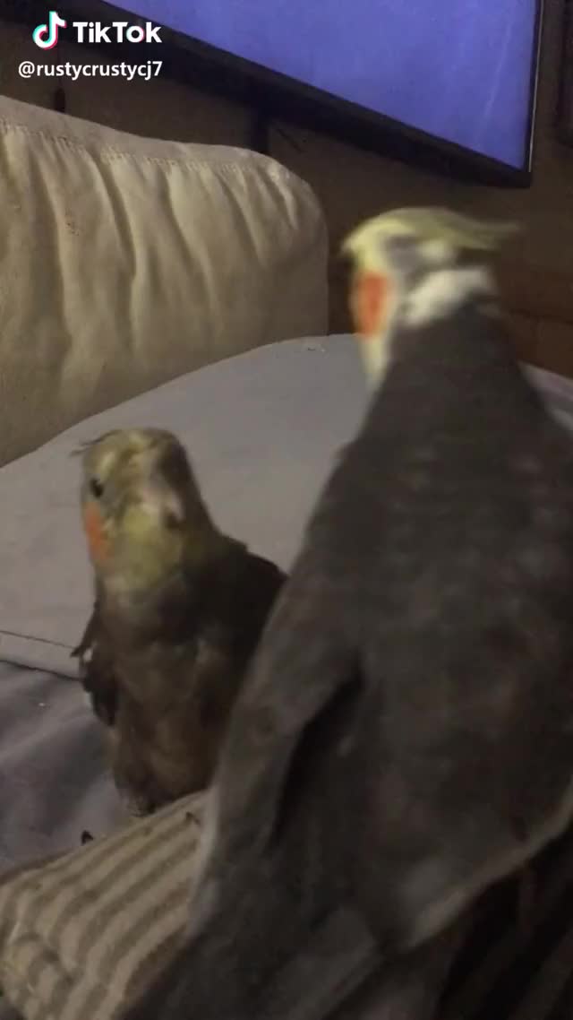 Chubbs and Cleo doing their own duet. #pet #parrot #birdlife #duet