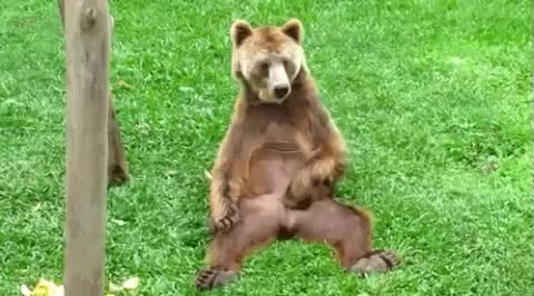 bearballs