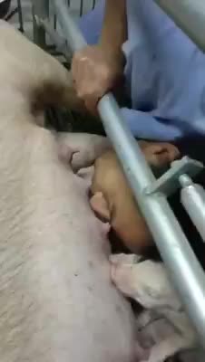 Lão tư à, Is it a pig?