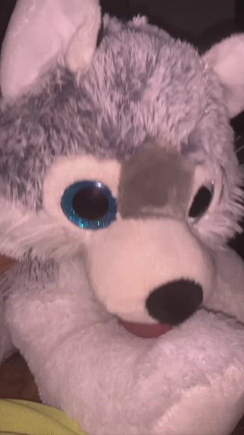 Bluey ( My Husky ) Lickies My Tip :3 Then I Explode On Their Face