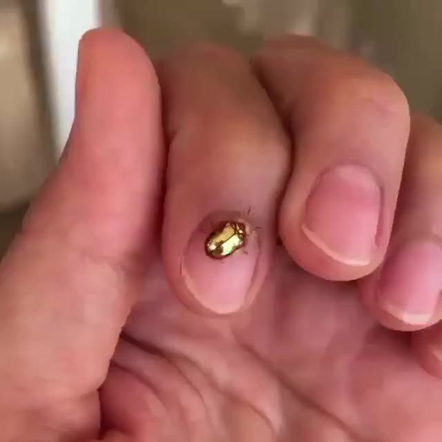 Golden tortoise beatle turning from gold to red
