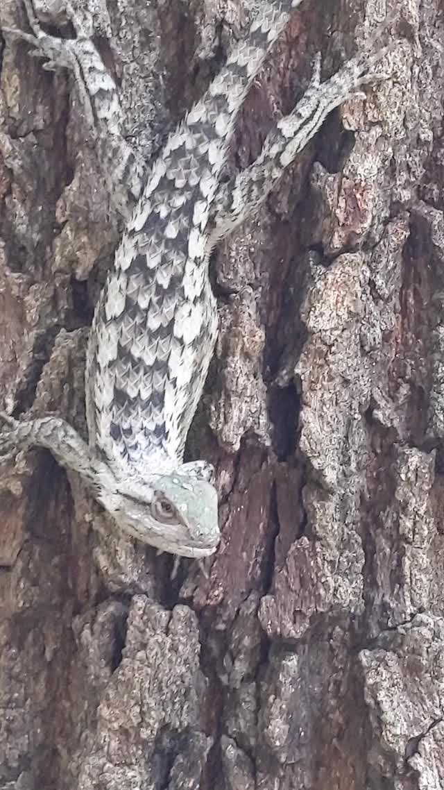 Meet Roy, the Texas Spiney Lizard who lives in my backyard