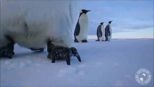 ? Curious emperor penguins investigate a wildlife camera.