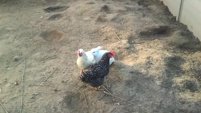 /r/chickengifs - from noiziy