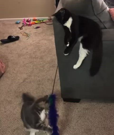 Two cats playing:)