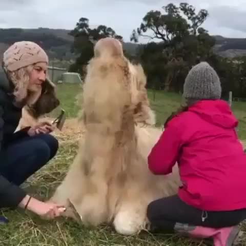 Mikayla can be a bit of a diva when getting her hair brushed