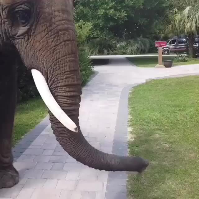 Naughty Elephant  Looking For Milk