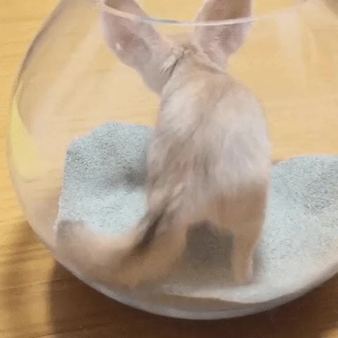 Fennec dig bowl