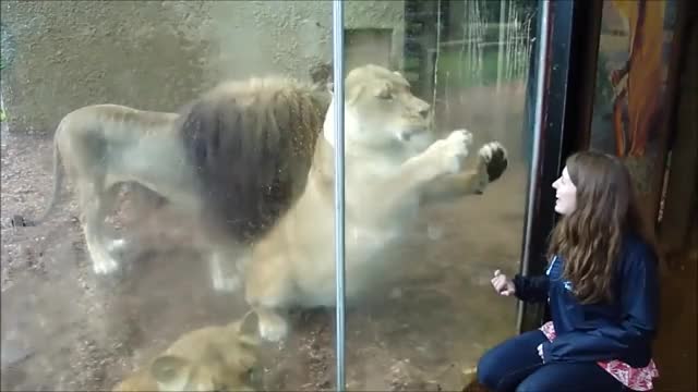 Very Funny Lions