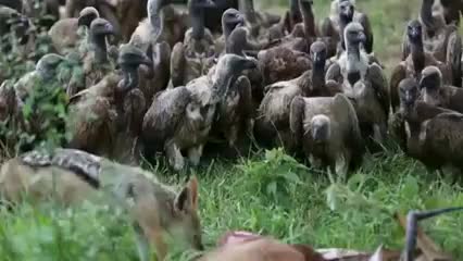Vultures patiently wait for jackal to finish eating then attack carcass.