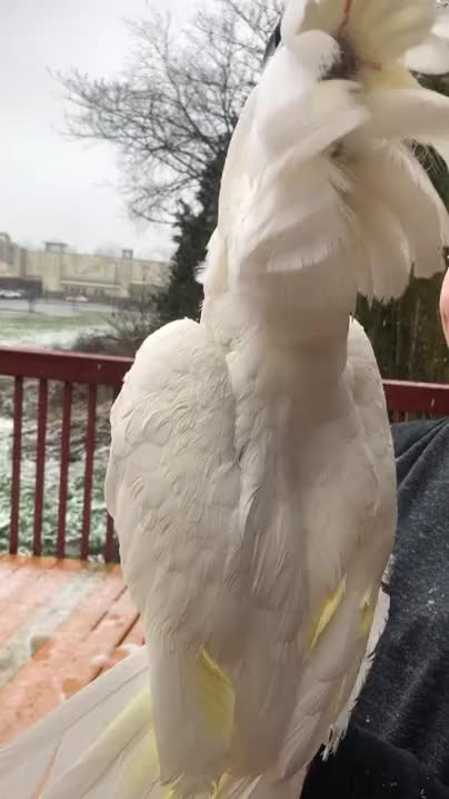 ripsave - Sammy Joe saw snow for the first time and had the most innocent reaction!