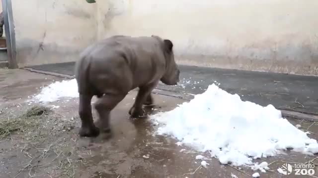 baby white rhino just discovered snow at the Toronto zoo