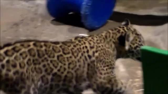baby jaguar playing hide and seek with mom