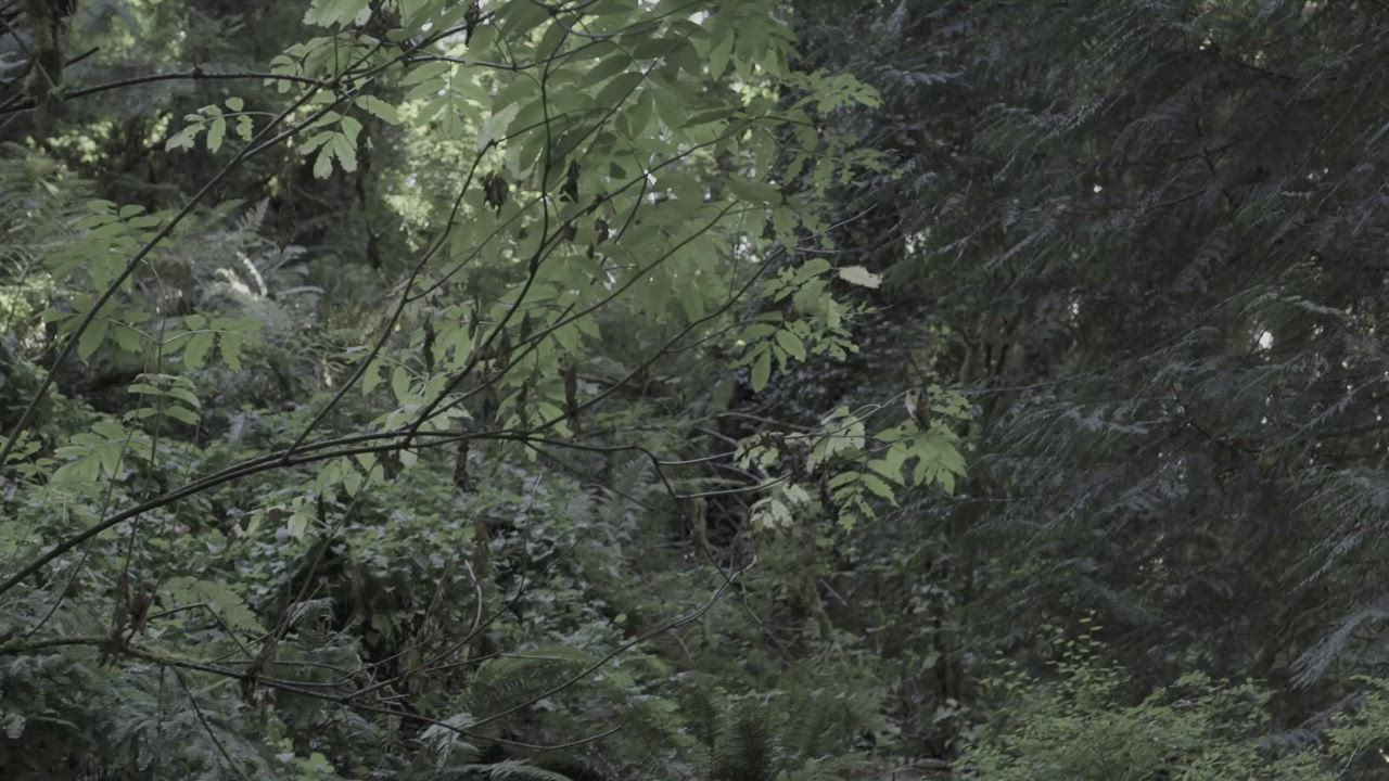 Into The Wild - Pagan beast chases maid into the woods