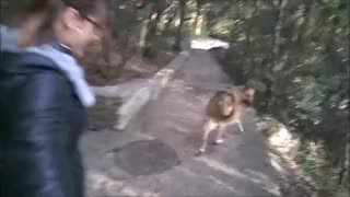 The hot woman who fucks her dog on the walk