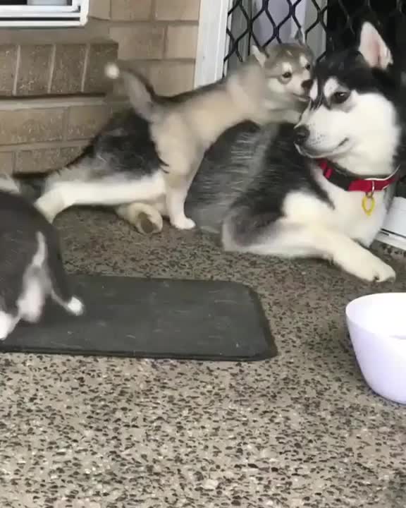 one clumsy husky