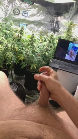 Watching myself stroke my dick in the garden while watching porno, while I’m actually