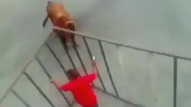 HMFT after I taunt this bull