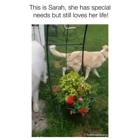 Such a beautiful special girl ❤️ ••• ?: Reddit/mac_is_crack Follow @NotHumanBeings
